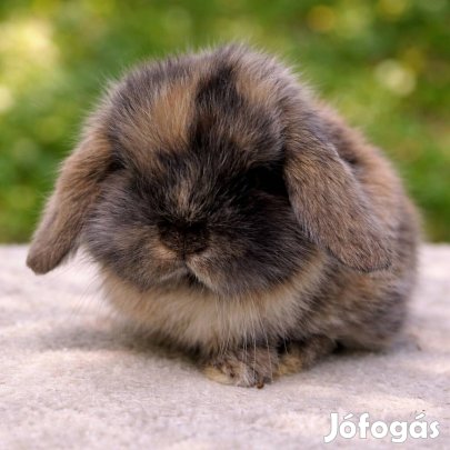 Barátságos mini kosorrú nyuszi eladó -