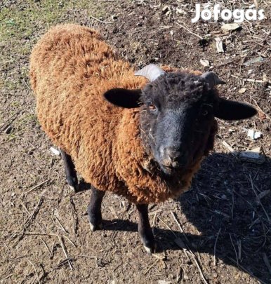 Barna-fekete kos költözne