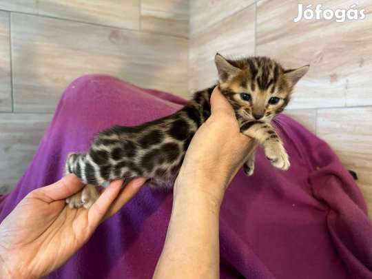 Barna rozettás bengáli kislány