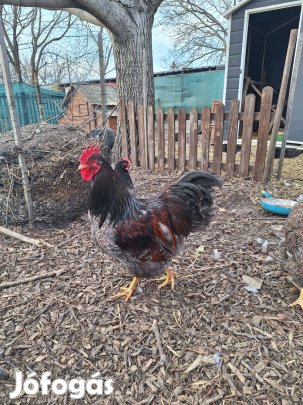 Barnevelder keltetni való tojás