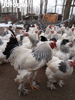 Baromfi Columbián Bráhma kakasok eladók !