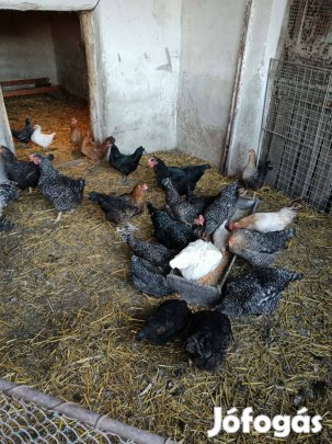 Baromfi állomány eladó