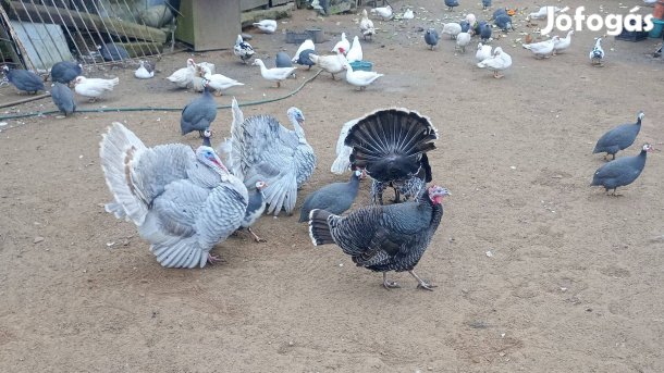 Baromfi eladó!