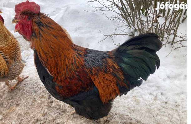 Baromfi udvarban nevelkedett házi kakas eladó