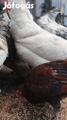 Baromfitriók eladók!