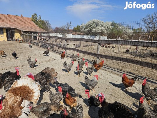 Baromfiudvar eladó