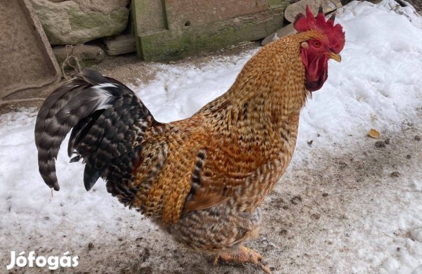Baromfiudvarban nevelkedett fiatal házi kakas eladó