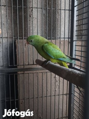 Barraband papagáj pár