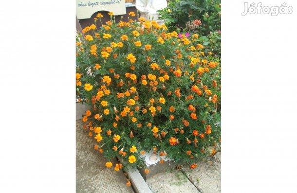 Bársony virág magok eladóak