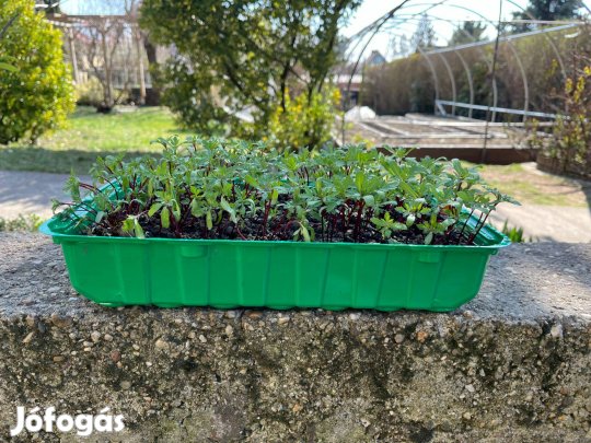 Bársonyvirág palánták eladóak szabad gyökeres változatban !
