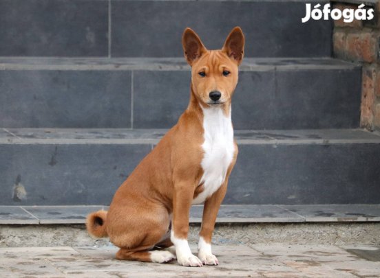 Basenji fiú FCI törzskönyvvel