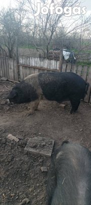 Báznai  kan eladó