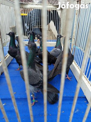 Bécsi hosszúcsőrű galamb