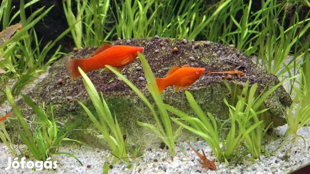 Bécsi szifó eladó díszhal xiphophorus helleri xiphó xipho