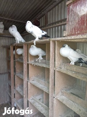 Begyes- és strasszer galambok eladók