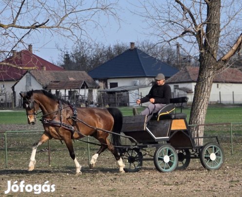 Behajtott extra mozgású Kwpn herélt. 
