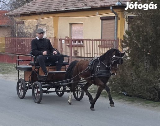 Behajtott nagyon szelíd Hackney póni Herélt. 