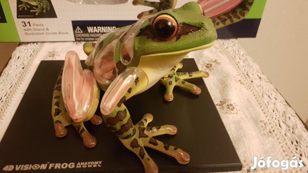 Béka anatómiai modell 4 D animal puzzle 31 db