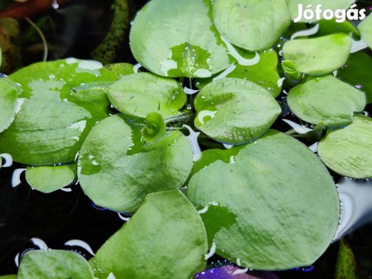 Békatutaj akváriumi növény, vízinövény