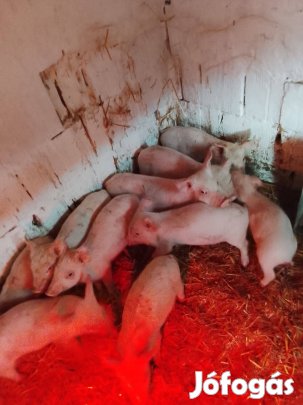 Belga Lapály malacok Eladók