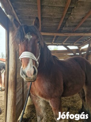 Belga hidegvérű csődör csikó