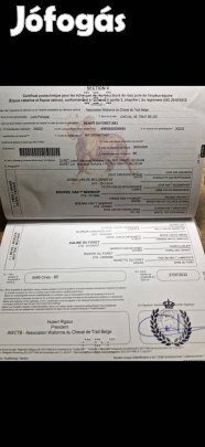 Belga hidegvérű csődör csikó