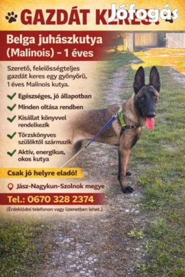 Belga juhász Malinois jellegű szuka eladó