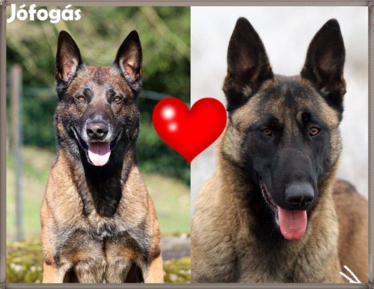 Belga juhász kiskutyák előjegyezhetőek !