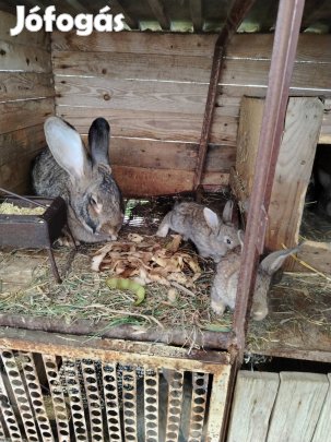 Belga óriás kisnyulak eladók