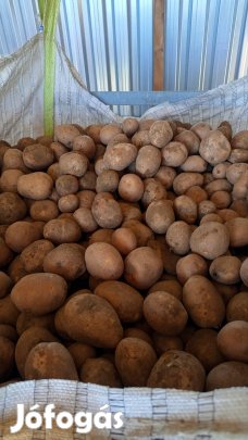 Bellarosa vető burgonya