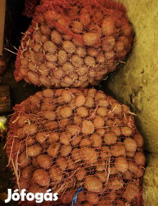 Bellarosa vető burgonya eladó!