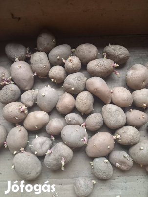 Bellarosa vetőméretü burgonya