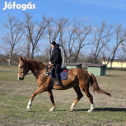 Belovagolt Gidrán Herélt 