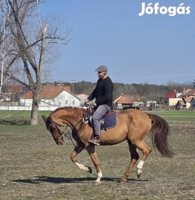 Belovagolt Útleveles Herélt. 