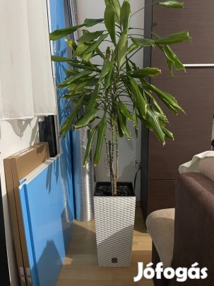 Beltéri szobanővény