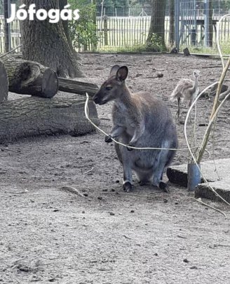 Benett kenguru gazdit keres!