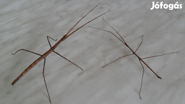 Bengál botsáska eladó