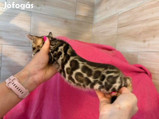 Bengáli barna, és hó rozettás nőstény kiscicák