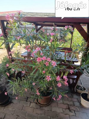 Bent teleltetett szépen virágzó leanderek eladók