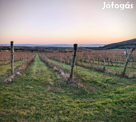 Bérbeadó szőlőültetvény Dörgicsén 3 ha