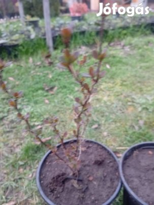Berberis atropurpurea (japán borbolya)