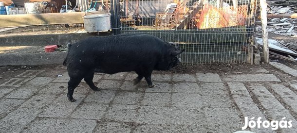 Berkshire kan eladó