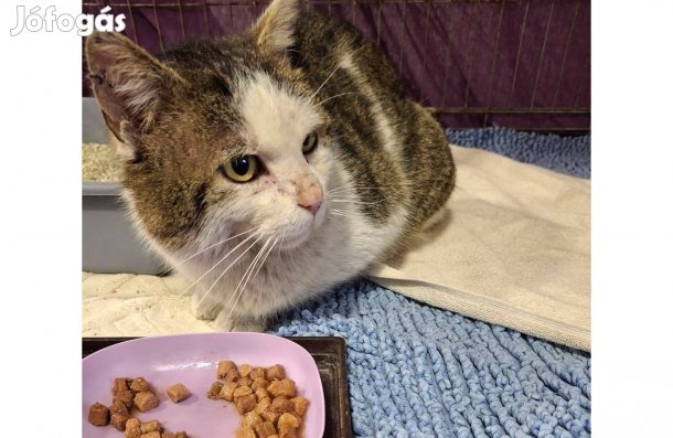 Berlin cica örökbefogadó gazdát keres ingyenesen