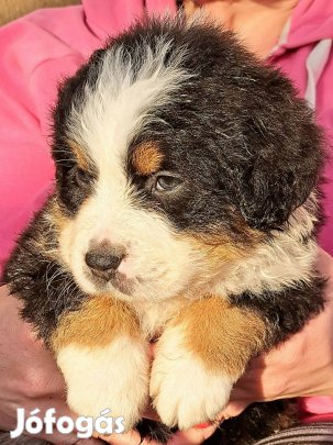 Bernipásztor fajtajellegű szuka kiskutya eladó