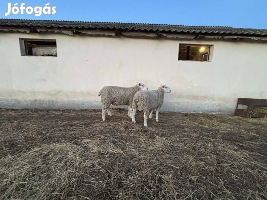 Berrichom du Cher kos 