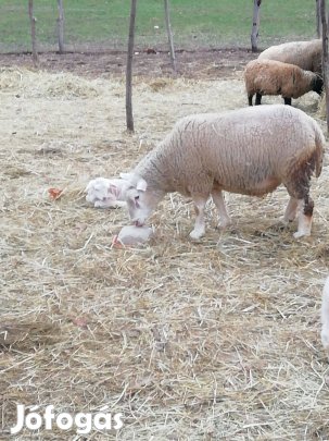 Berrichon Du Cher kos eladó