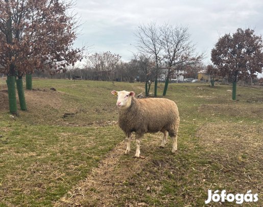 Berrichon du Cher törzskönyves kosok/ kos eladók