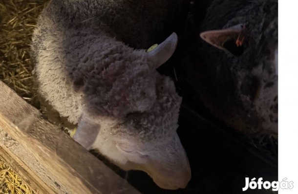 Berrichon du cher tenyészkos