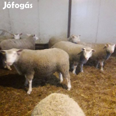 Berrichon du cher törzskönyves kosok eladók