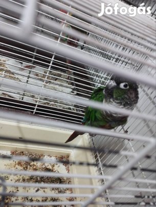 Beszélő - hangutánzó Pyrrhura tojó.